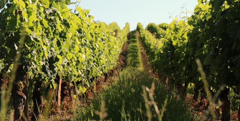 L'essence des vignes - Les Vignerons de Buzet