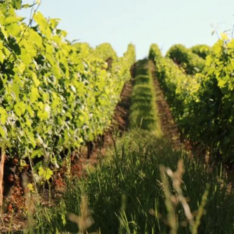 L'essence des vignes - Les Vignerons de Buzet