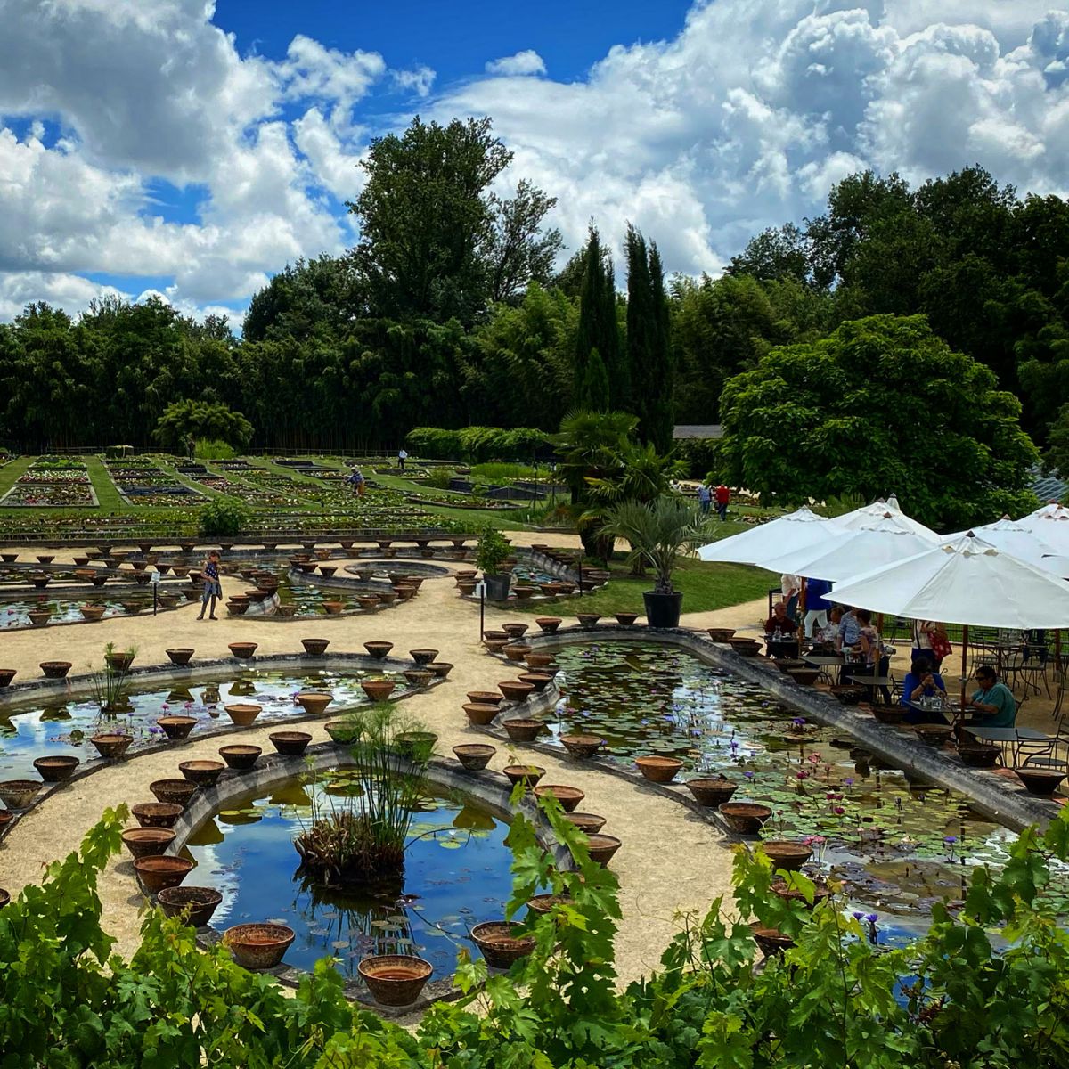 Water lily garden of Latour-Marliac