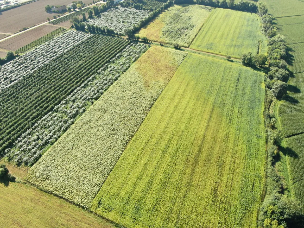 My Father's Hemp