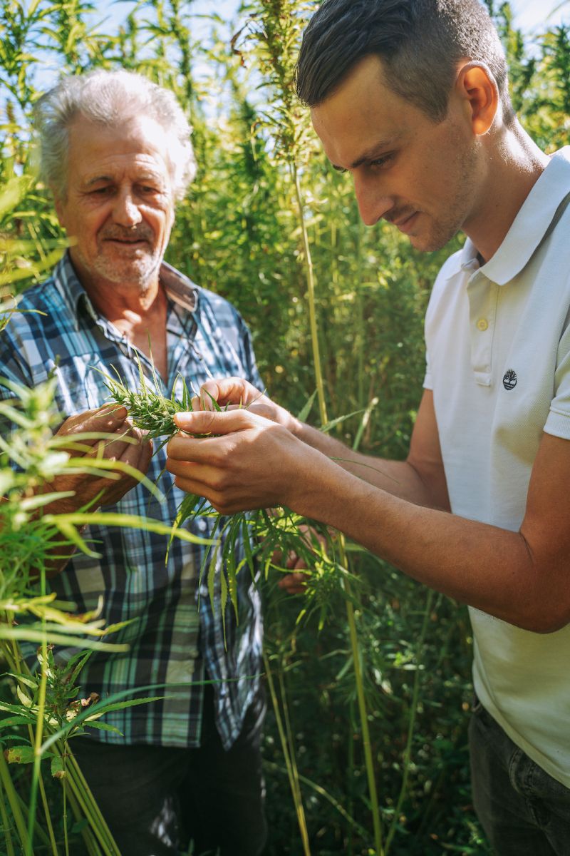My Father's Hemp