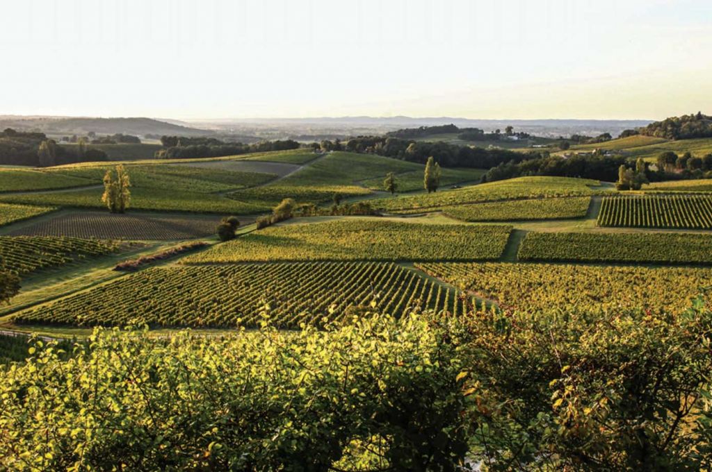 The vines of Bergerac Duras Photo: IVBD