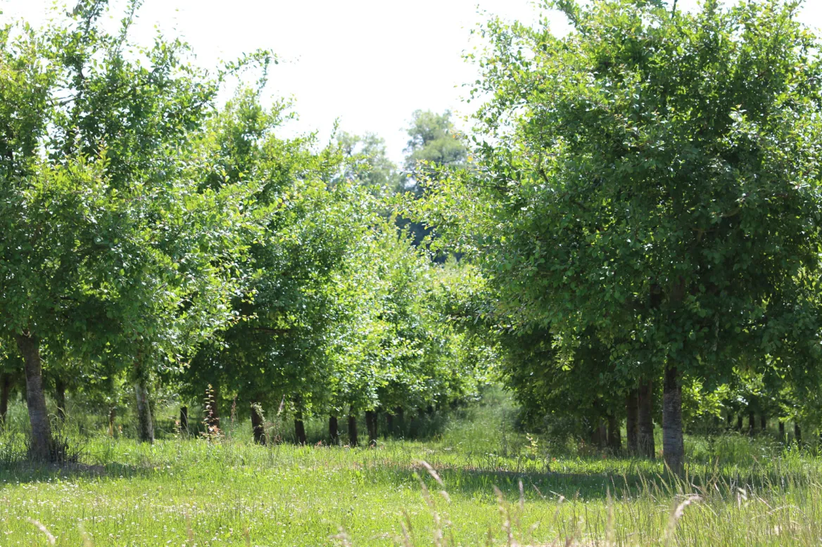 Cancon hazelnuts
