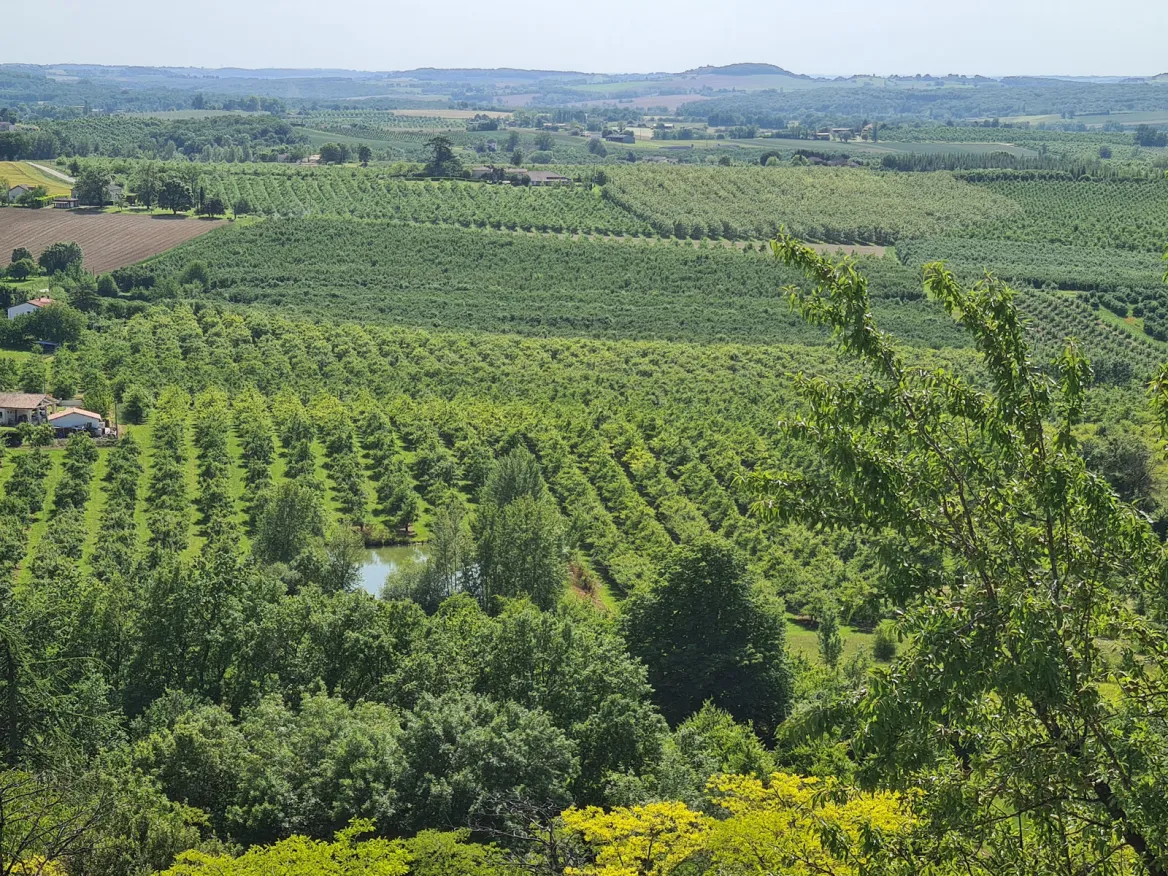 Hazenlut fields