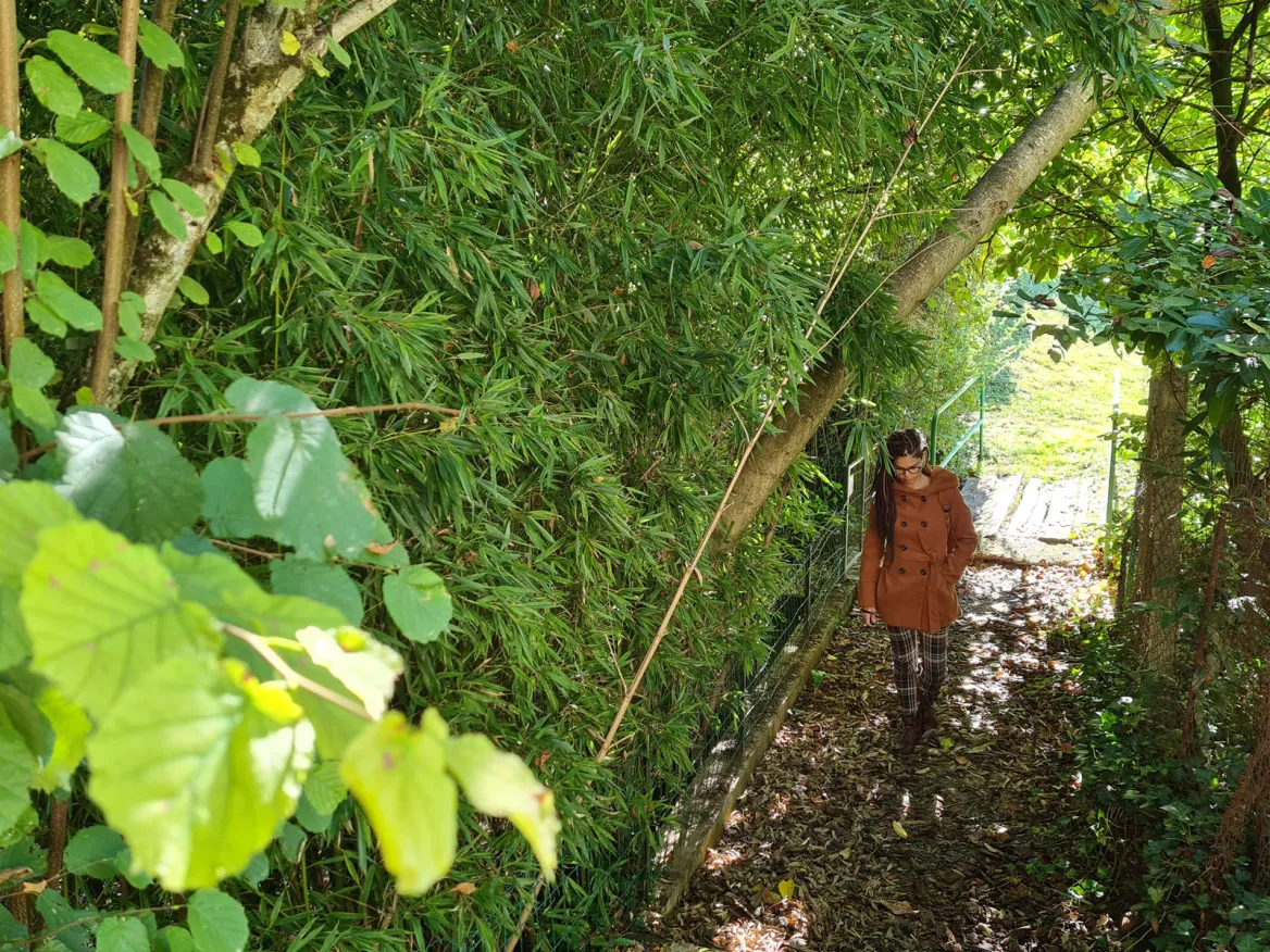 Bamboo path Monsempron Libos