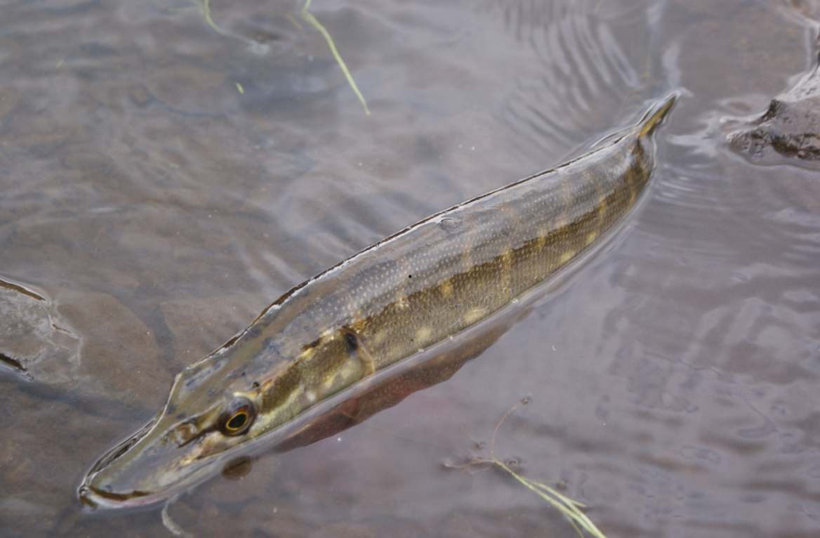 fishing in Lot and Garonne