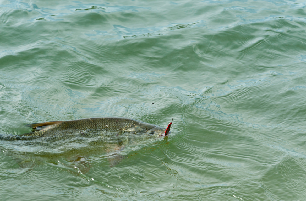 fishing in Lot and Garonne