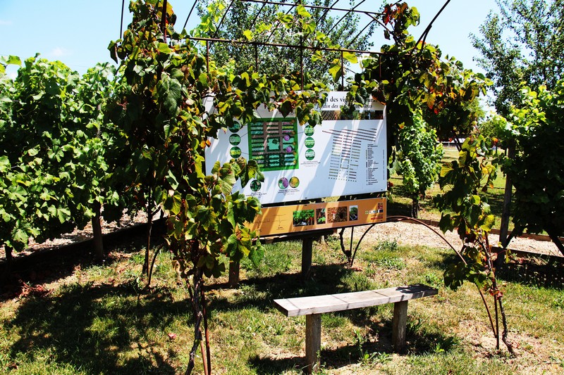 La maison des vins de Duras