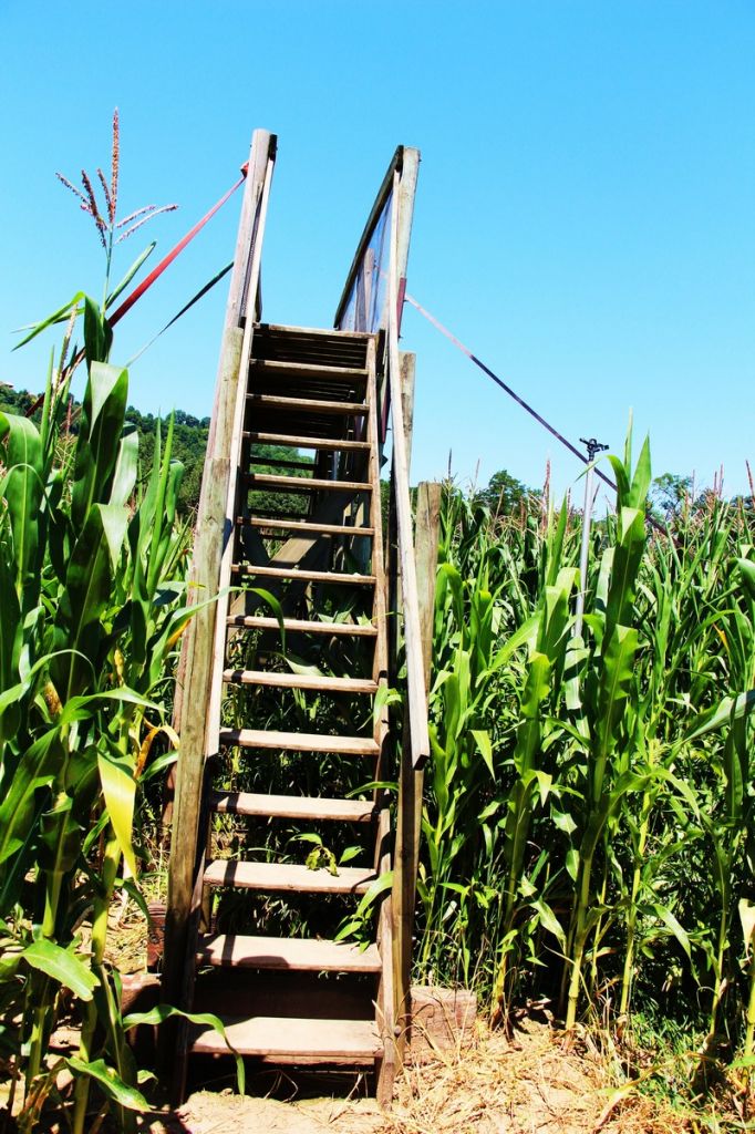 Le labyrinthe de maïs et le quizz de la maison du pruneau