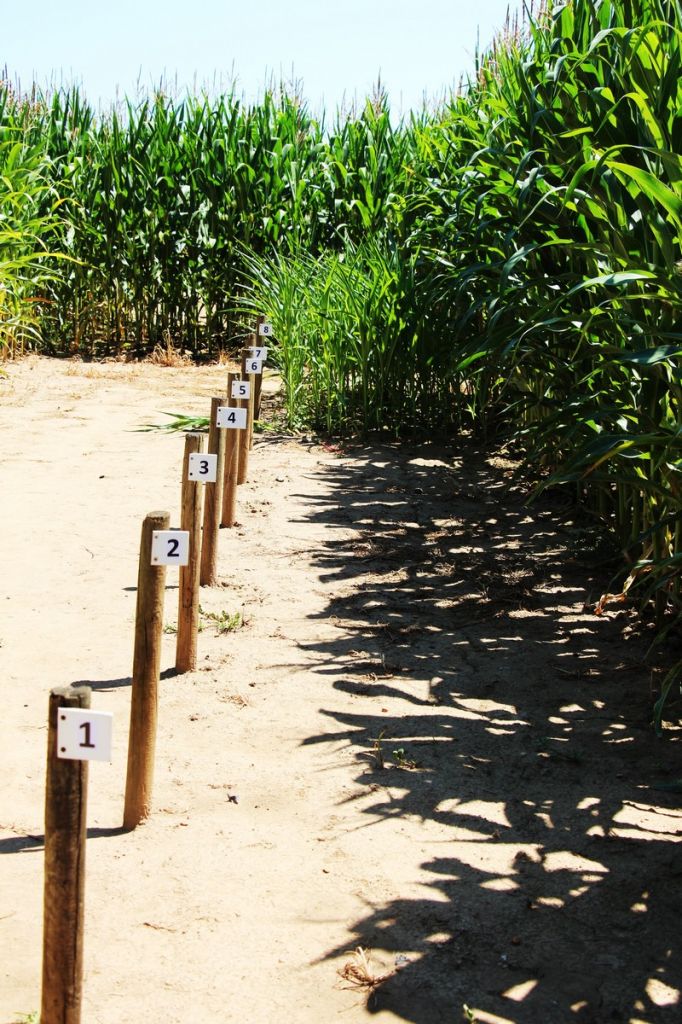 Le labyrinthe de maïs et le quizz de la maison du pruneau