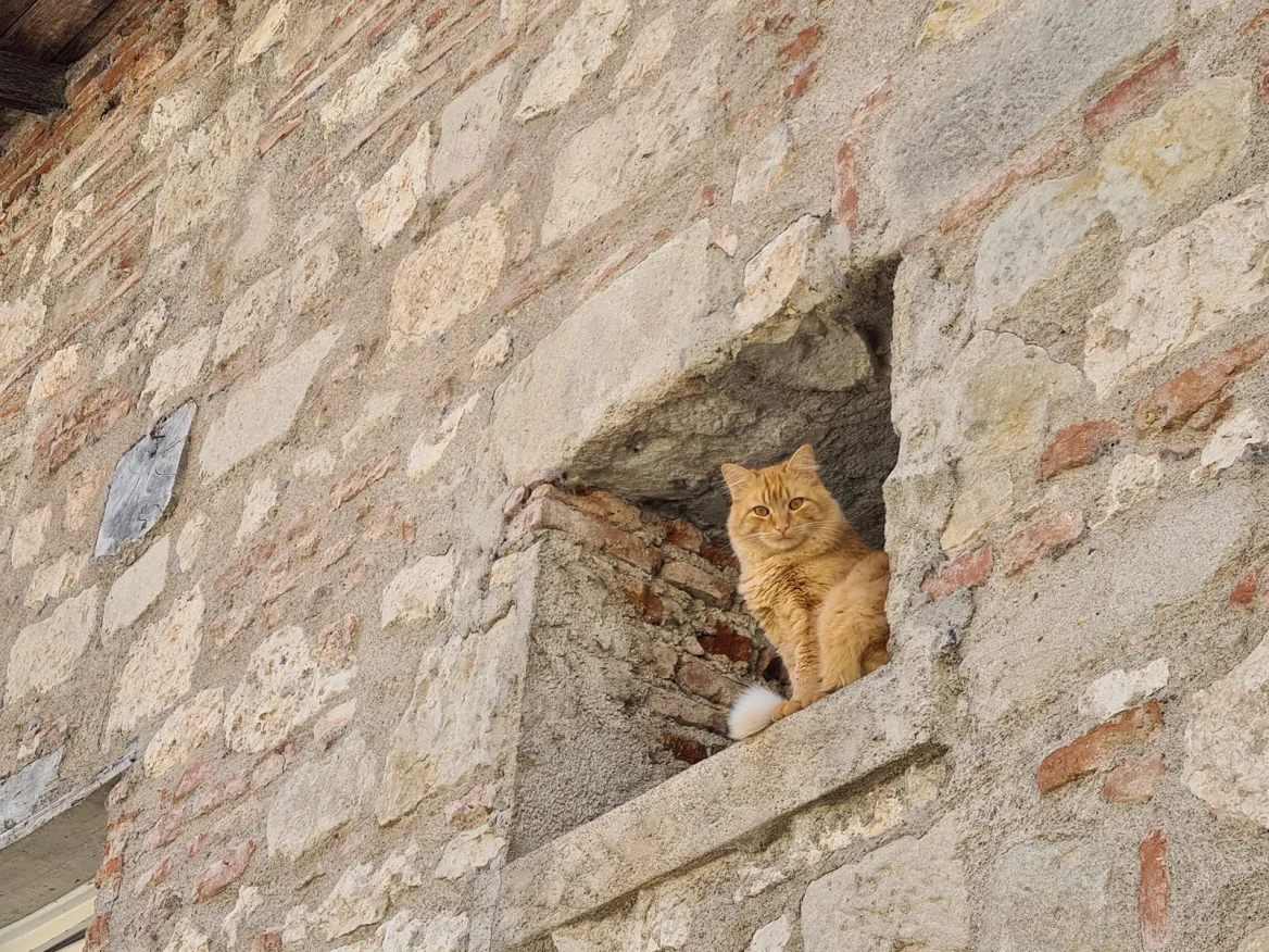cat