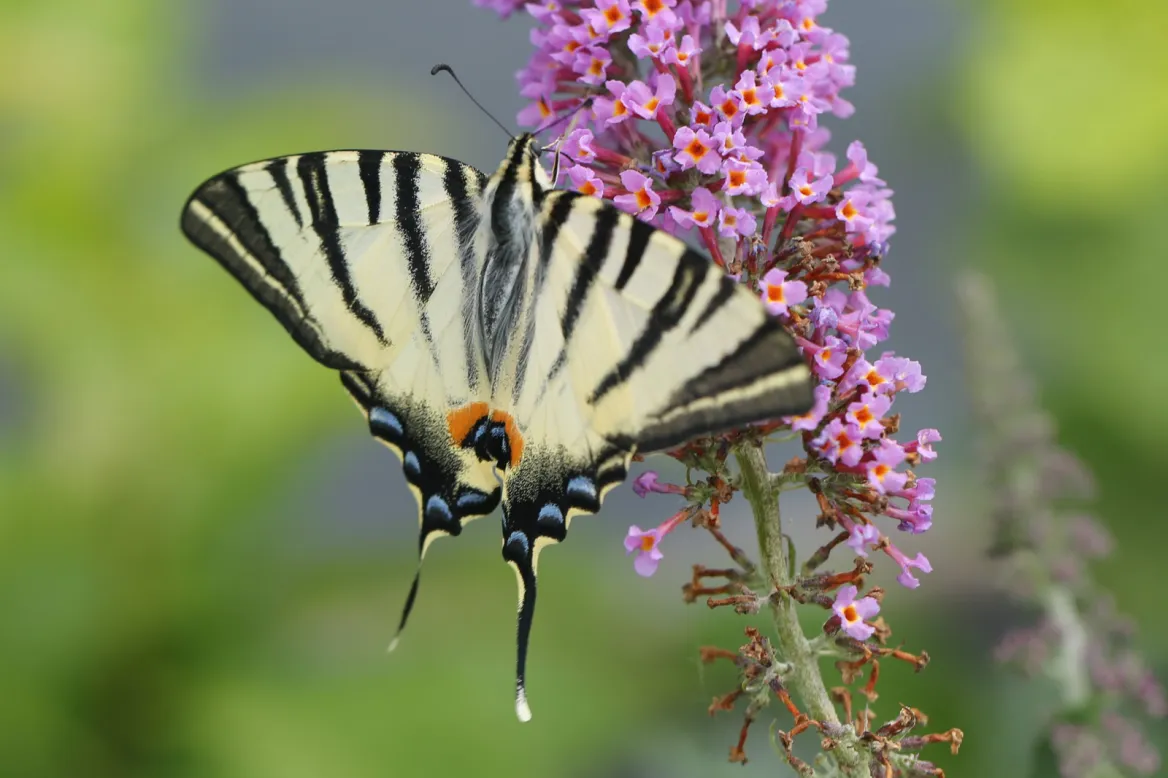 Papillon sur fleur