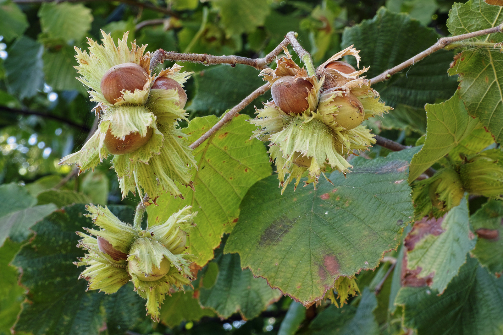 Noisettes