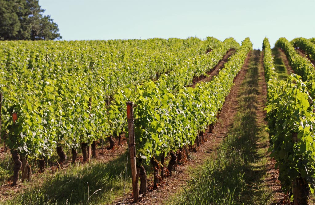 Un vignoble nature