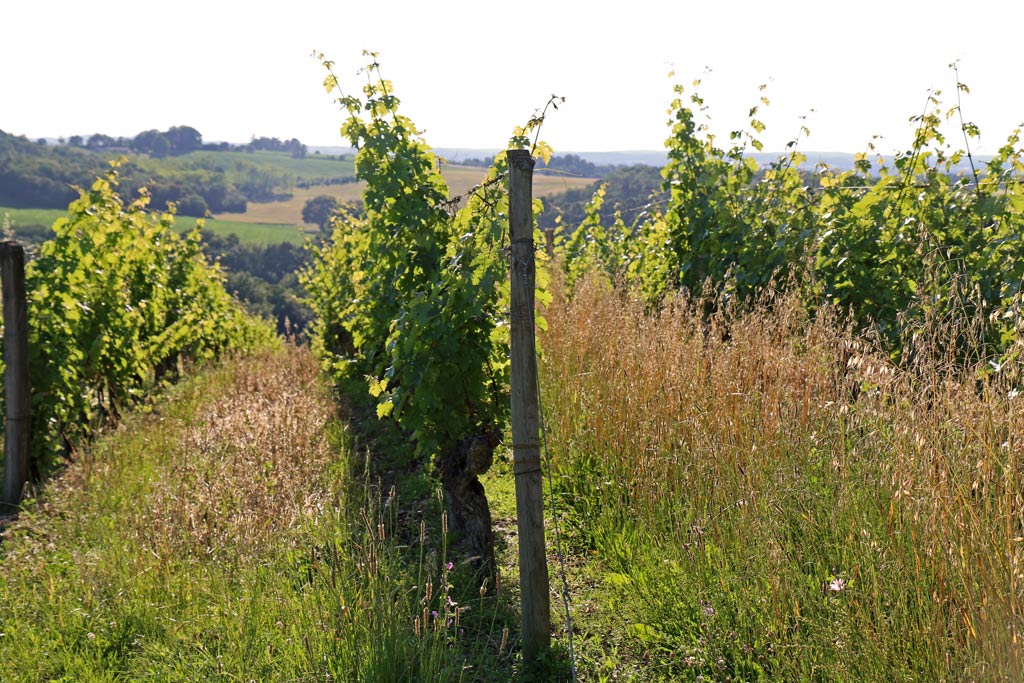 Visit of the vineyards, the Vignerons de Buzet