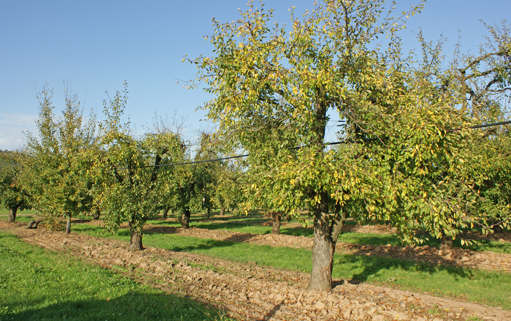 Granges-sur-Lot