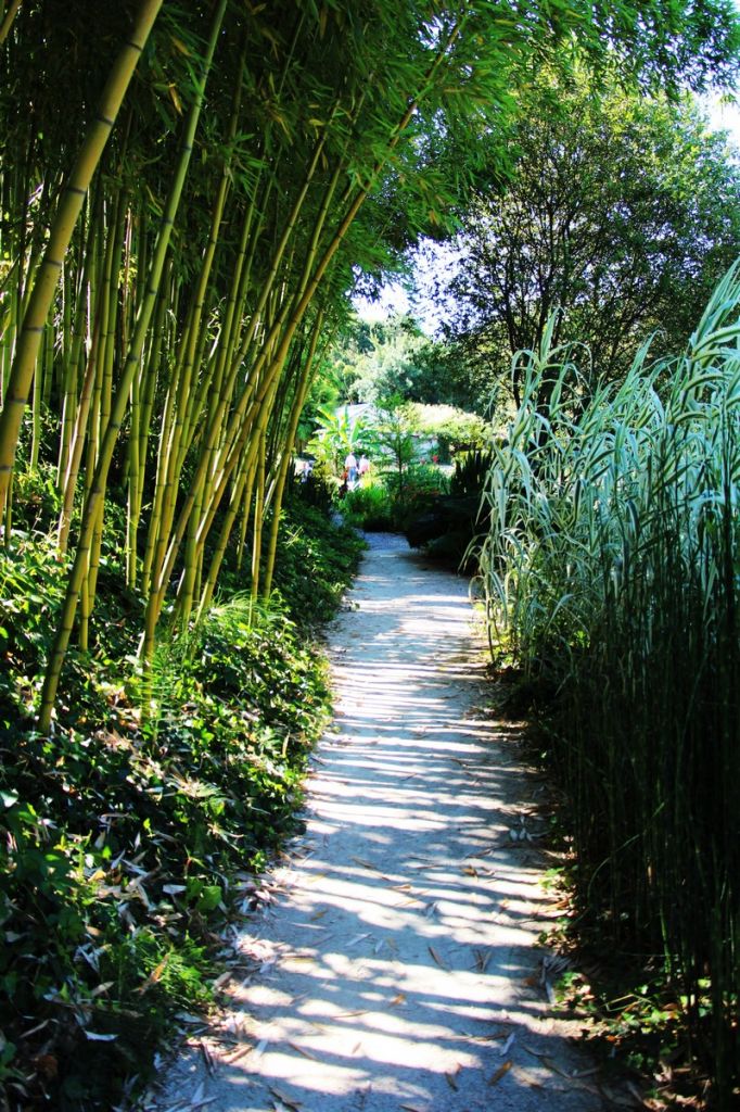 Le jardin des nénuphars Latour-Marliac