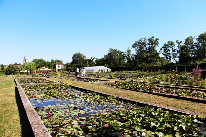 Le jardin des nénuphars Latour-Marliac