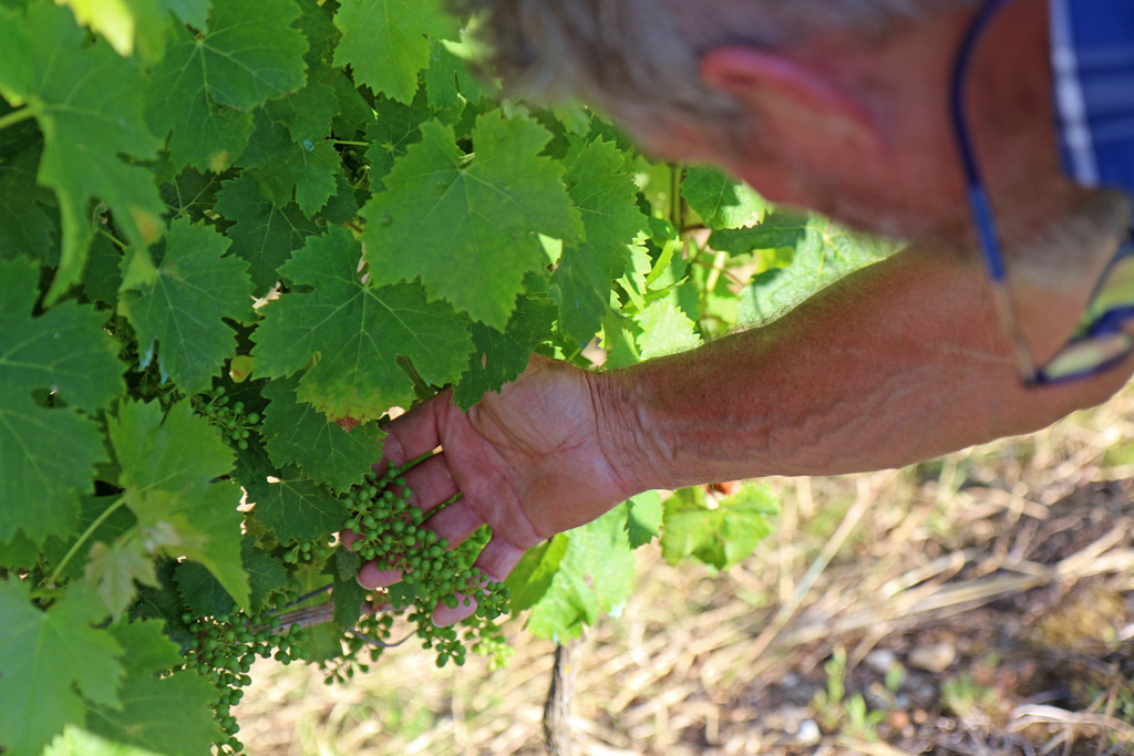 VIgnerons de Buzet